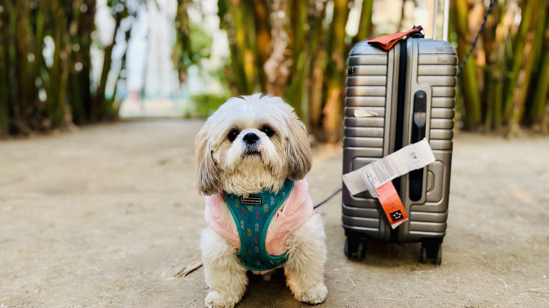 Air India pet policy