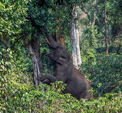 Elephants In The Coffee Shop