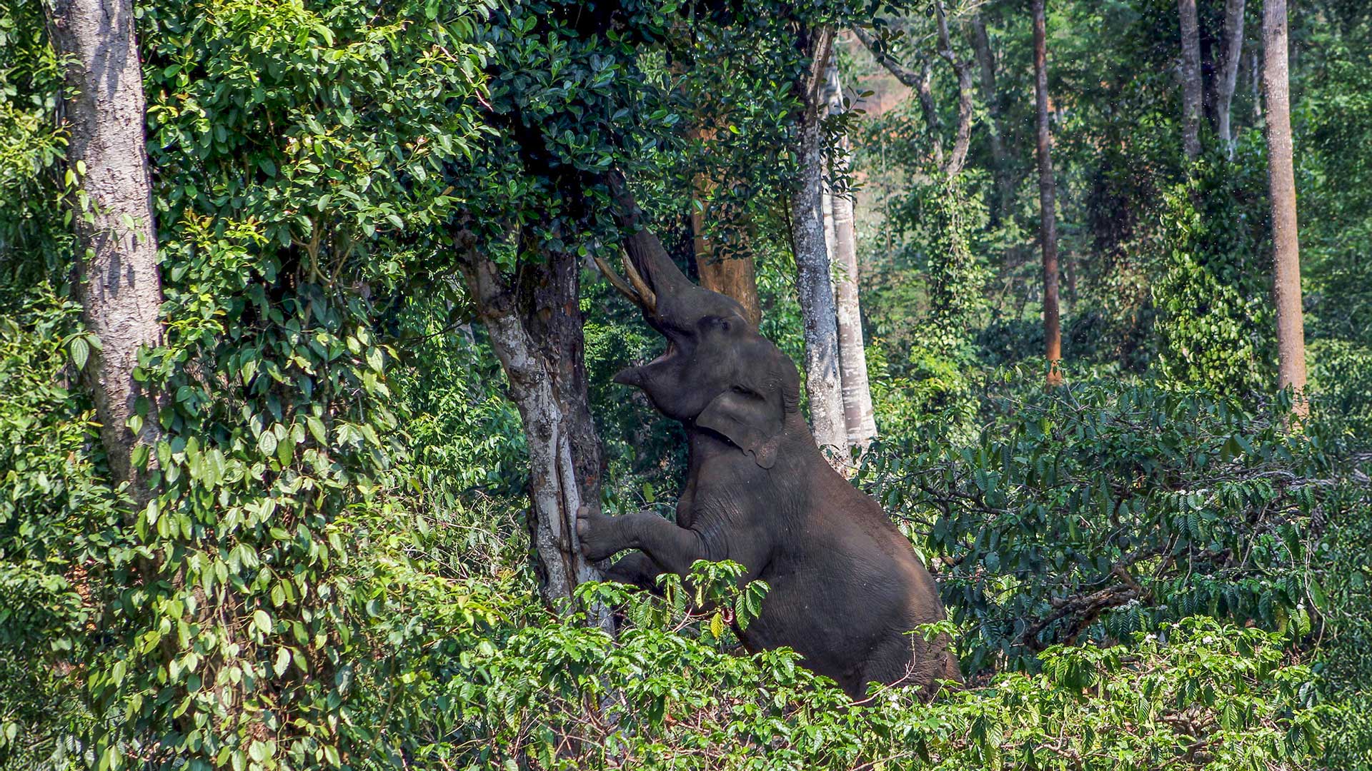 An elephant trying to climb a tree